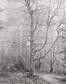 Tree on Foggy Trail