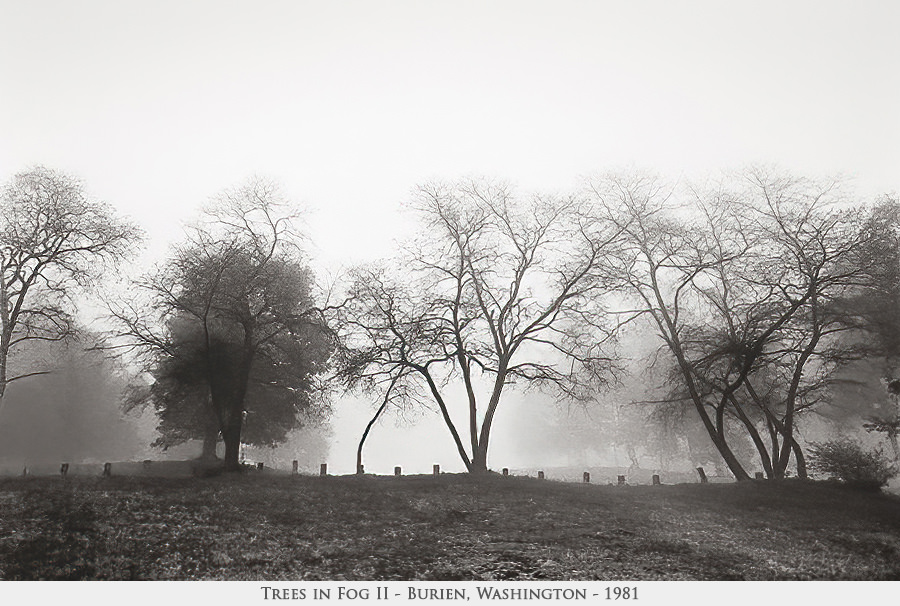 trees in fog 2