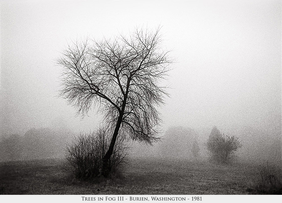 trees in fog 3