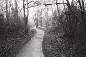 Foggy Trail