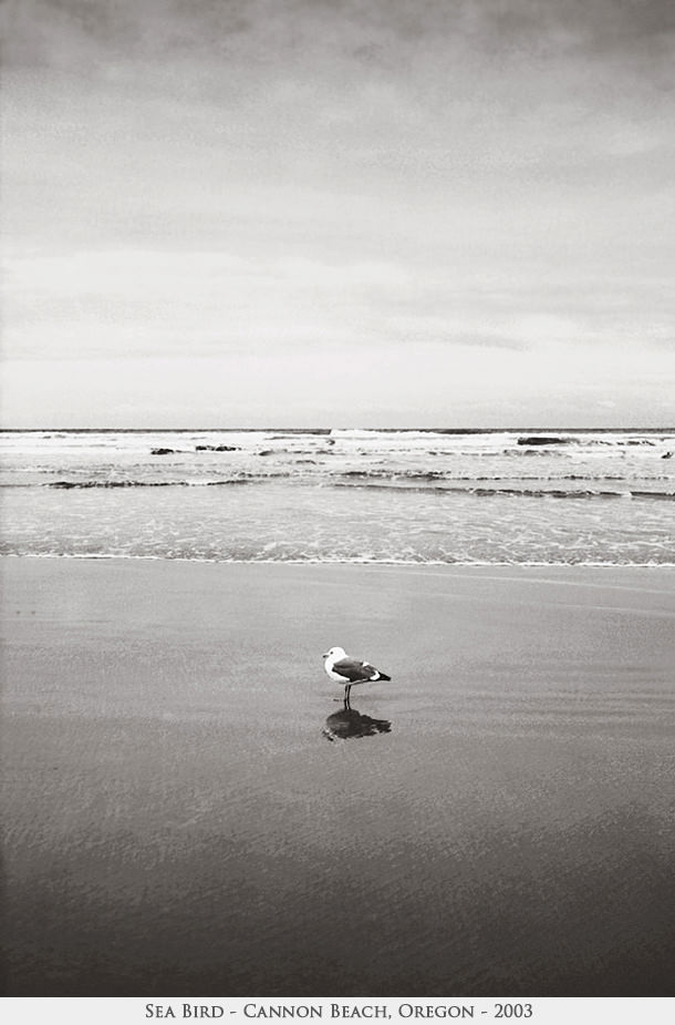 Sea Bird