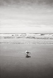 Sea Bird