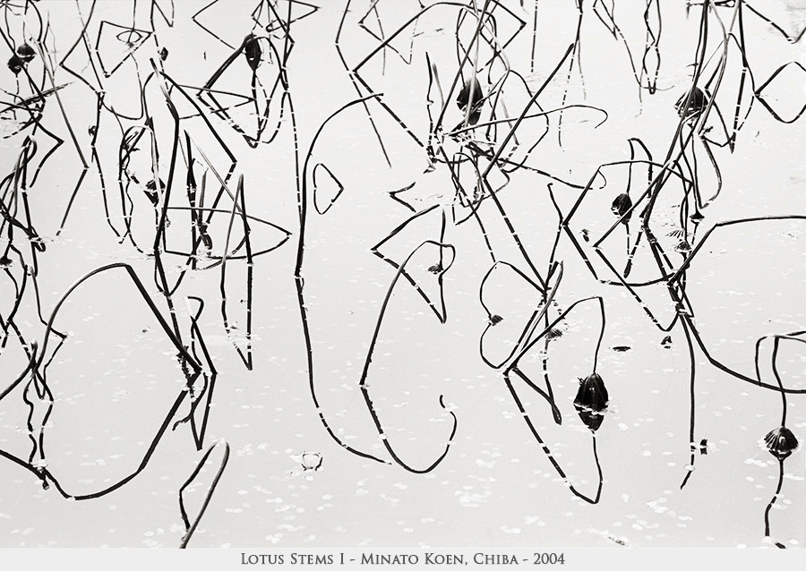 lotus stems 1