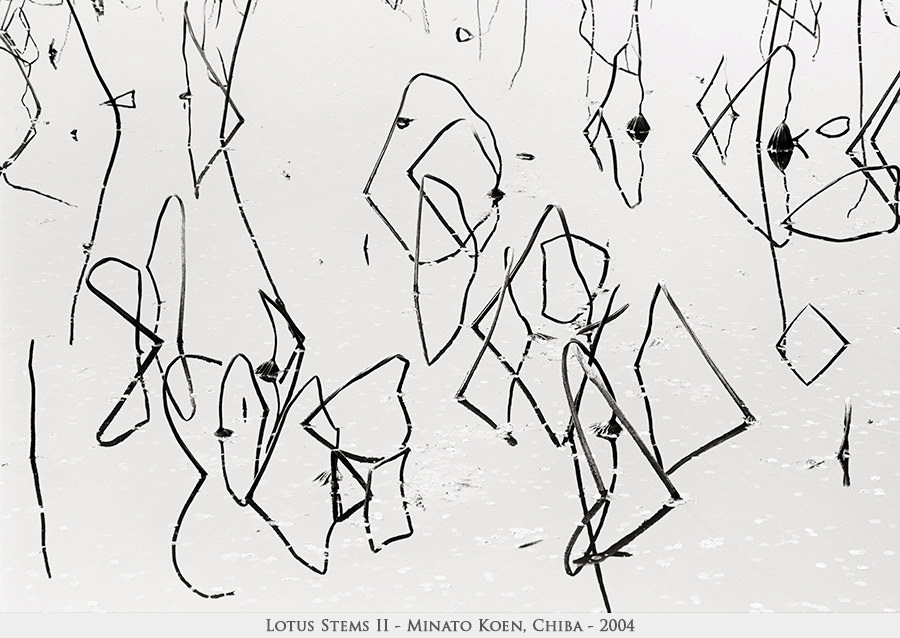 lotus stems 2