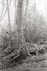 Monticello Fog I