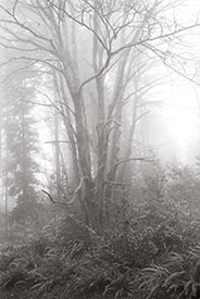 Monticello Fog III