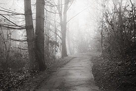 Monticello Fog IV