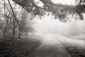 Monticello Fog VI