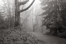 Monticello Fog VIII