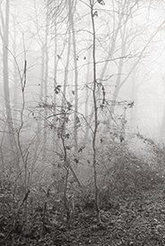 Monticello Fog IX