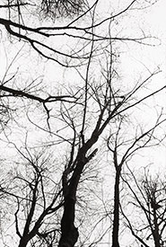 Monticello Silhouette II