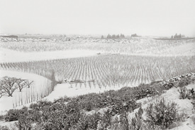 Harmony Orchards I