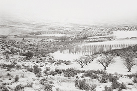 Harmony Orchards II