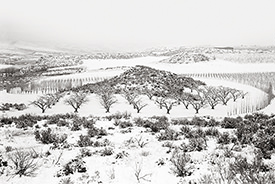 Harmony Orchards IV
