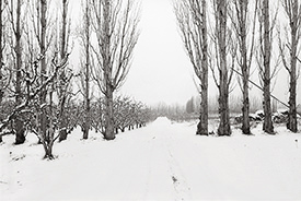 Harmony Orchards VI