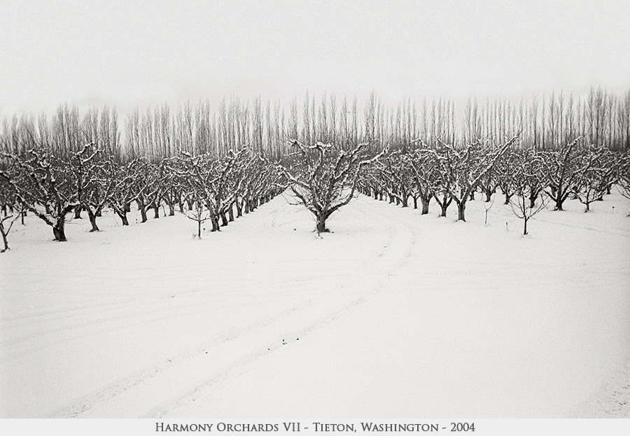 Harmony Orchards VII