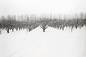 Harmony Orchards VII