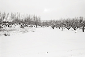 Harmony Orchards VIII