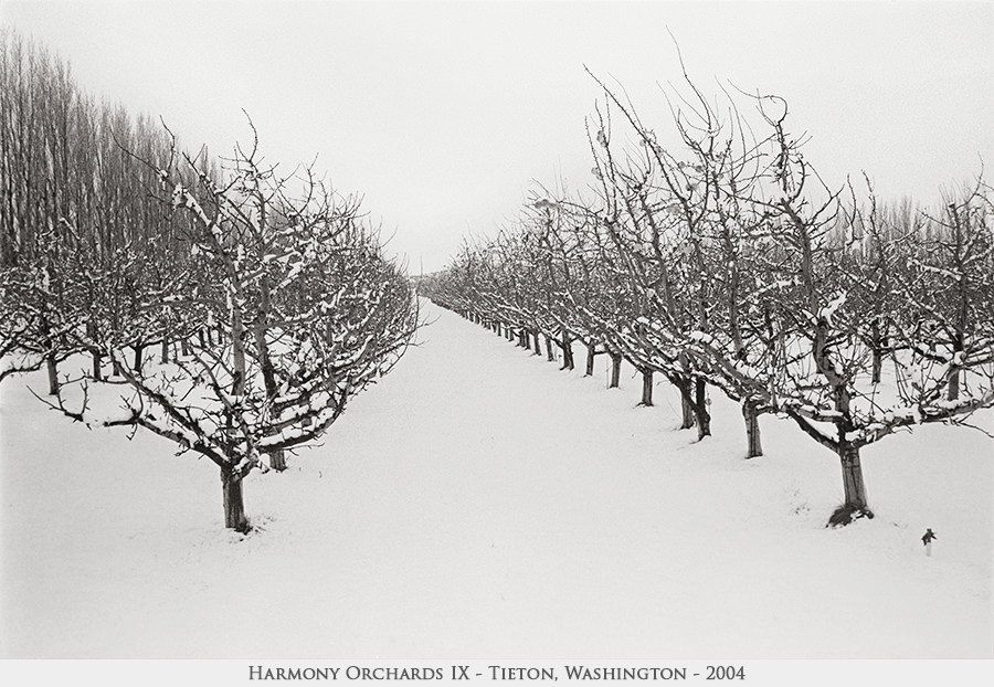 Harmony Orchards IX