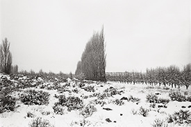 Harmony Orchards X