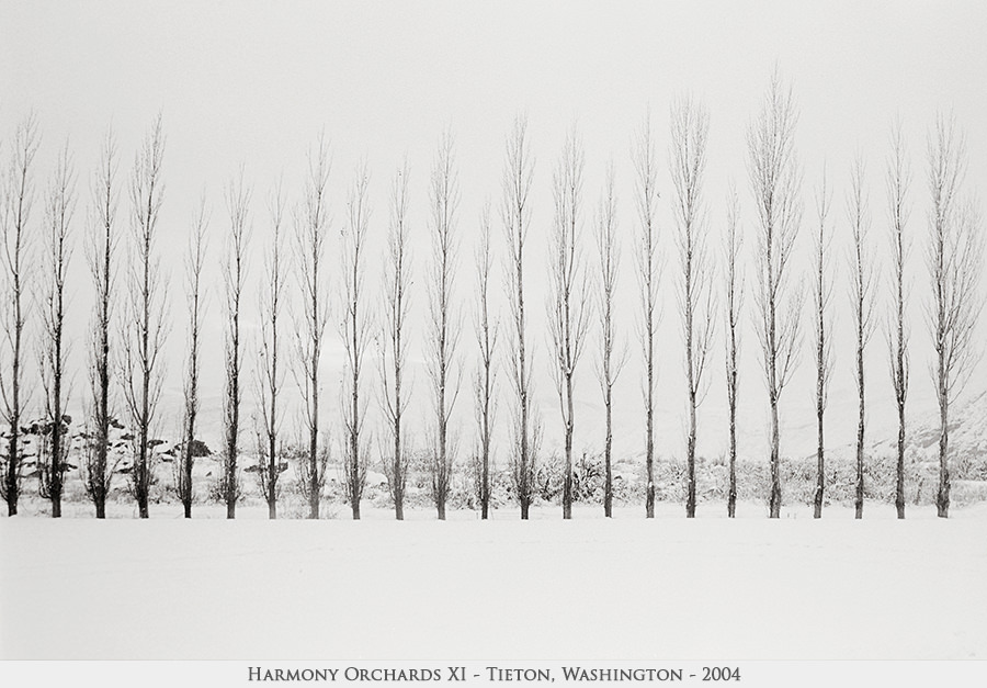 Harmony Orchards XI