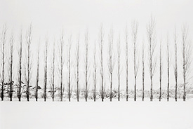 Harmony Orchards XI