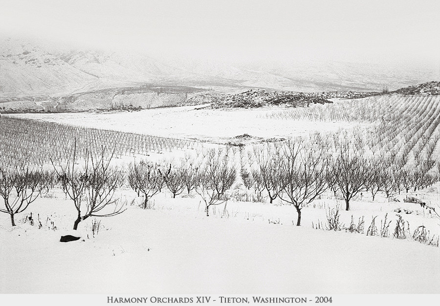 Harmony Orchards XIV