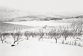 Harmony Orchards XIV