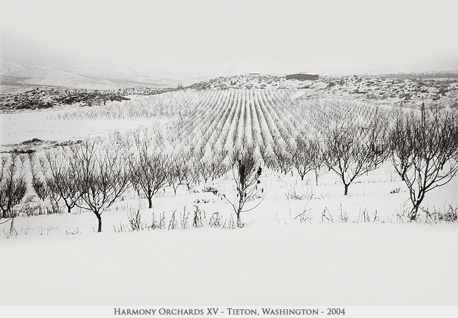 Harmony Orchards XV
