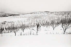 Harmony Orchards XV