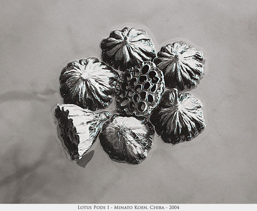 lotus pods 1