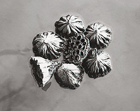 lotus pods 1