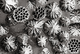lotus pods 2