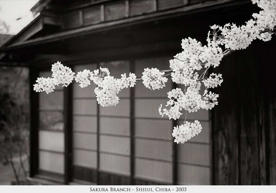 sakura branch