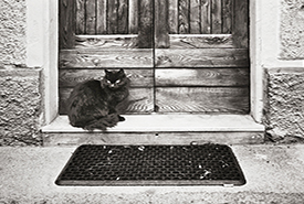 Black Cat