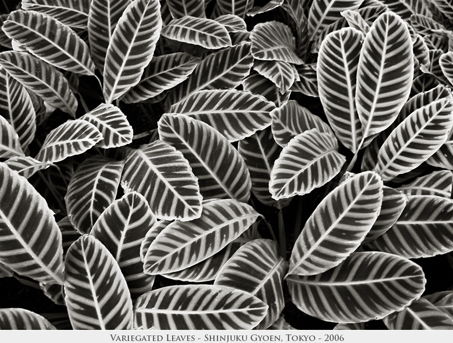 Variegated Leaves
