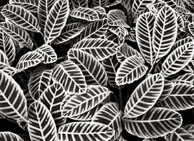 Variegated Leaves