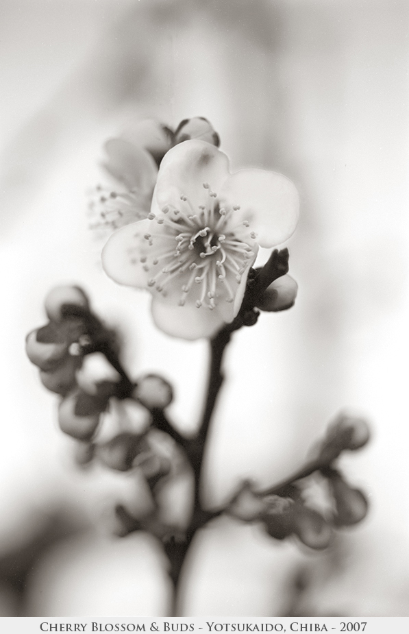 Cherry Blossom & Buds