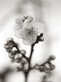 Cherry Blossom & Buds