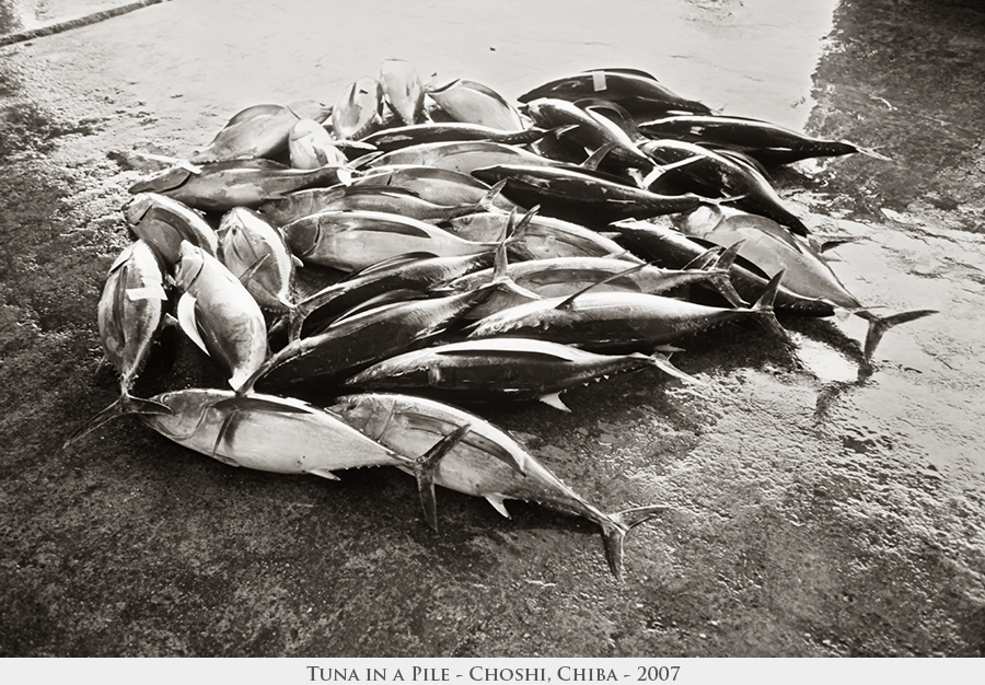 Tuna in a Pile