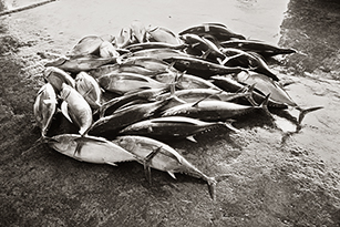 Tuna in a Pile