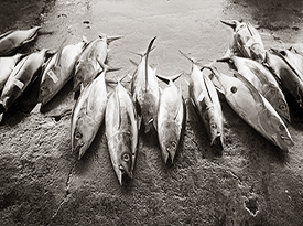 Tuna in a Row