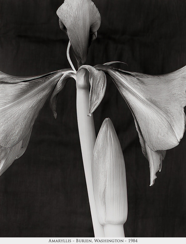 amaryllis