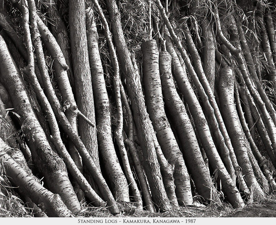 standing logs