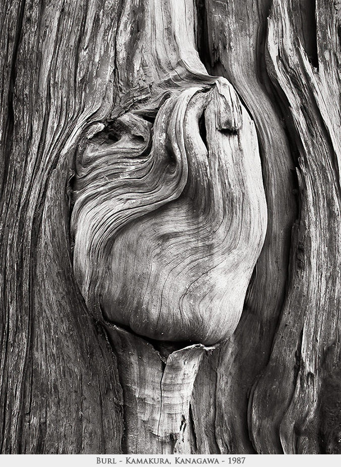 burl