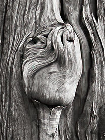burl