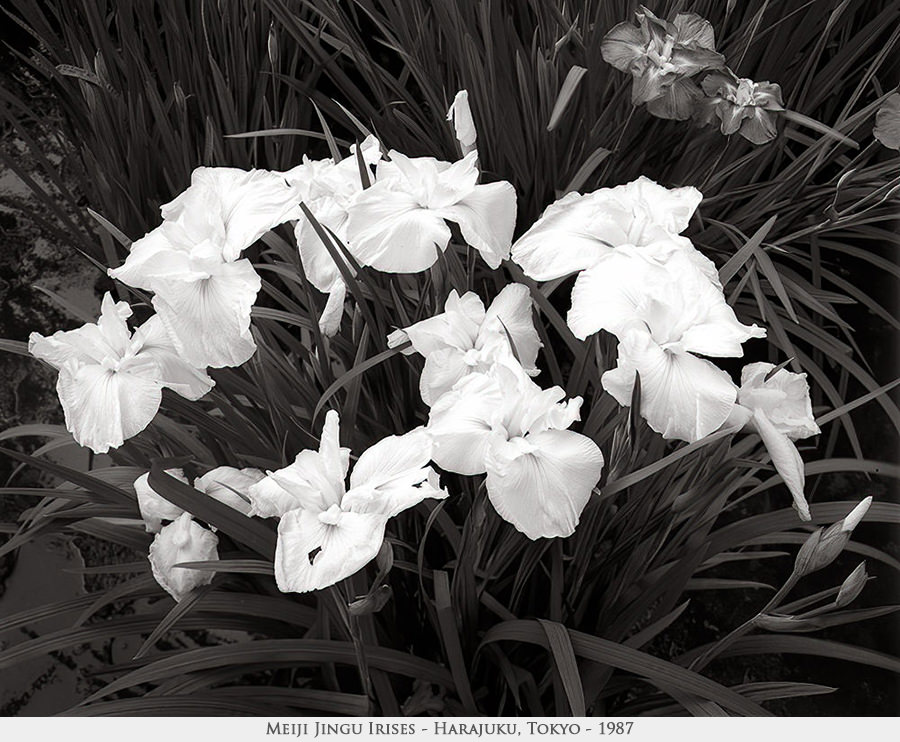 irises