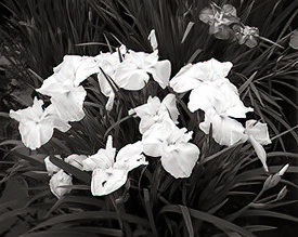 irises