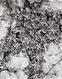 seaside plants