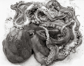 octopus